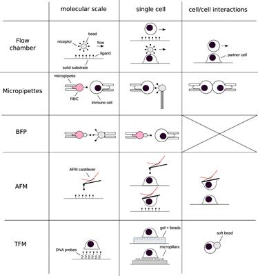 May the force be with your (immune) cells: an introduction to traction force microscopy in Immunology